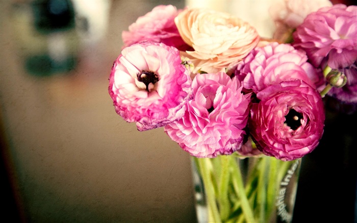 Rosa Blüten, Ranunkeln, Vase Hintergrundbilder Bilder