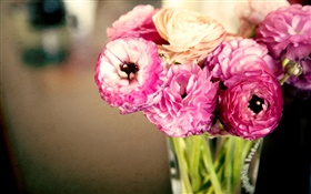 Rosa Blüten, Ranunkeln, Vase HD Hintergrundbilder