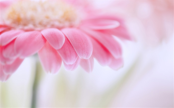 Pink gerbera, Blütenblätter Hintergrundbilder Bilder