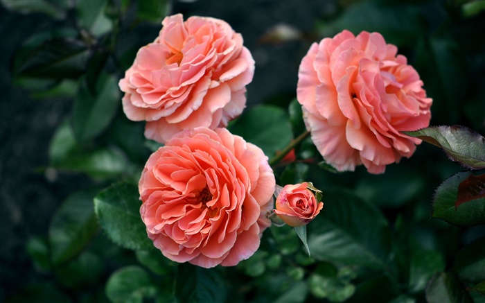 Rosa Rose Blüten, Knospen, Bokeh Hintergrundbilder Bilder
