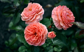 Rosa Rose Blüten, Knospen, Bokeh HD Hintergrundbilder