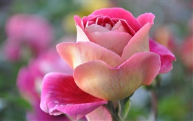 Rosa Rose, Blütenblätter, Knospe HD Hintergrundbilder