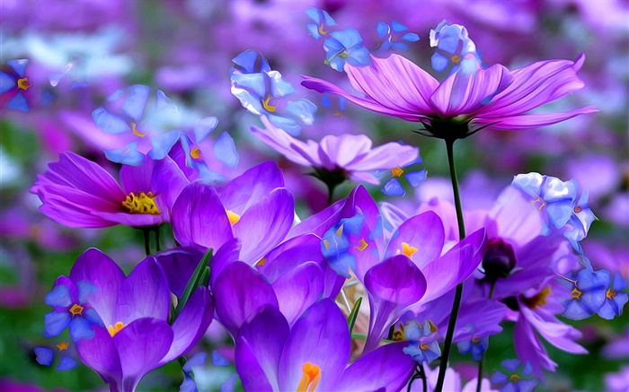 Lila Krokusse Blumen, Blüten, Makro, Kunst Tinten Hintergrundbilder Bilder