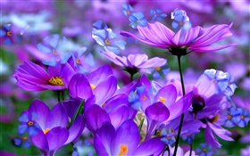 Lila Krokusse Blumen, Blüten, Makro, Kunst Tinten HD Hintergrundbilder