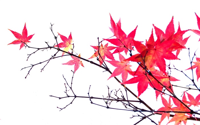 Rot-Ahorn Blätter, Zweige, Herbst, weißen Hintergrund Hintergrundbilder Bilder