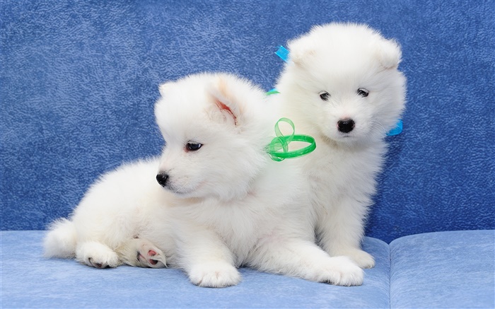 Samojeden, weiße Hunde, Welpen HD Hintergrundbilder Tiere
