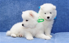 Samojeden, weiße Hunde, Welpen HD Hintergrundbilder