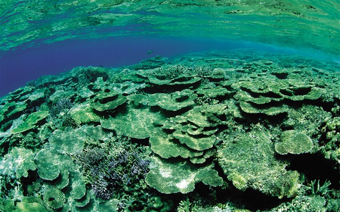 Shallow Seegebiet, Unterwasser-Kreaturen close-up Hintergrundbilder Bilder