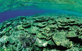 Shallow Seegebiet, Unterwasser-Kreaturen close-up HD Hintergrundbilder