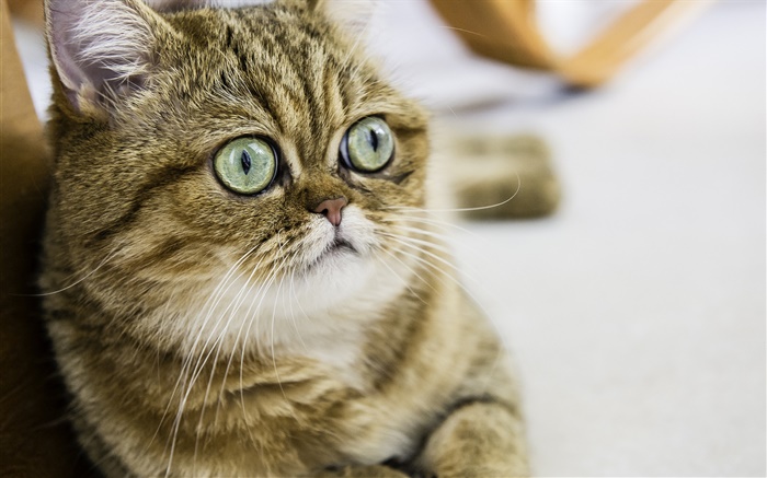Shorthair Katze, nettes Kätzchen, Augen, Gesicht Hintergrundbilder Bilder