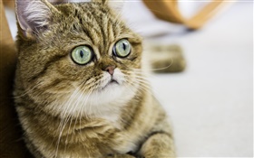Shorthair Katze, nettes Kätzchen, Augen, Gesicht HD Hintergrundbilder