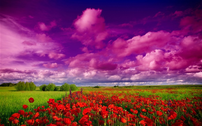 Himmel, Wolken, Feld, Blumen, rote Mohnblumen Hintergrundbilder Bilder