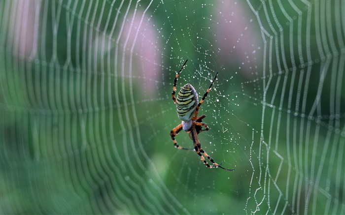 Spinne, Spinnennetz, Wassertropfen Hintergrundbilder Bilder