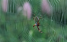 Spinne, Spinnennetz, Wassertropfen HD Hintergrundbilder