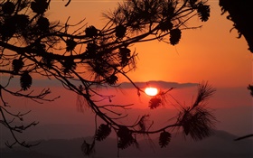 Sonnenuntergang, Baum, Ast, Zapfen, silhouette HD Hintergrundbilder