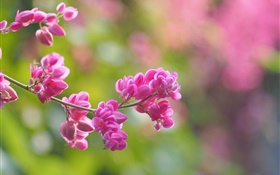 Zweige, rosa blumen, blüte, verwischen HD Hintergrundbilder