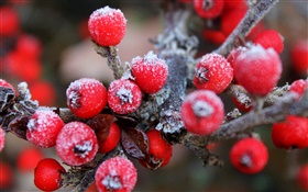 Zweige, rote Beeren, Früchte, Frost
