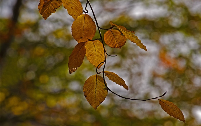 Zweige, gelbe Blätter, Herbst, Bokeh Hintergrundbilder Bilder
