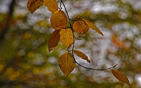 Zweige, gelbe Blätter, Herbst, Bokeh