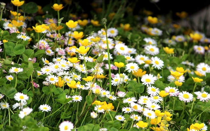 Weißen Chrysanthemen, gelbe Blüten Hintergrundbilder Bilder