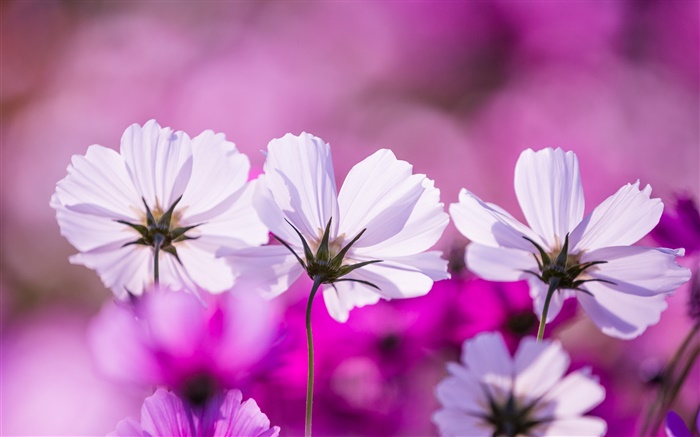 Weiß Kosmeya Blumen, Blüten, lila Hintergrund Hintergrundbilder Bilder