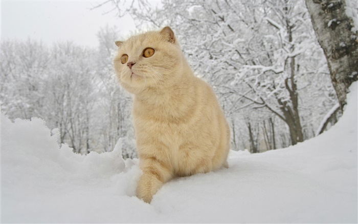 Winter, Schnee, Katze Hintergrundbilder Bilder