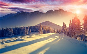 Winter, Schnee, Kälte, Berge, Bäume, Fichte, Himmel, Sonnenaufgang, Schatten HD Hintergrundbilder
