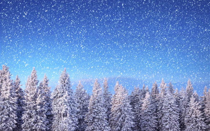 Winter, Fichten, blauer Himmel, Schneeflocken, Schnee Hintergrundbilder Bilder