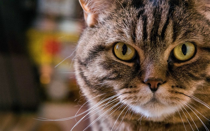 Gelbe Augen Katze, Portrait, Schnauze, Schnurrbart Hintergrundbilder Bilder