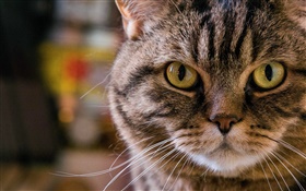 Gelbe Augen Katze, Portrait, Schnauze, Schnurrbart HD Hintergrundbilder