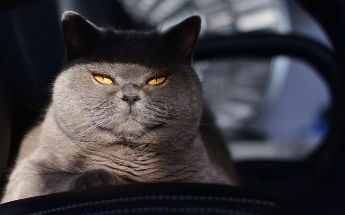 Gelbe Augen graue Katze, versteckt Hintergrundbilder Bilder