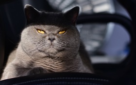 Gelbe Augen graue Katze, versteckt HD Hintergrundbilder