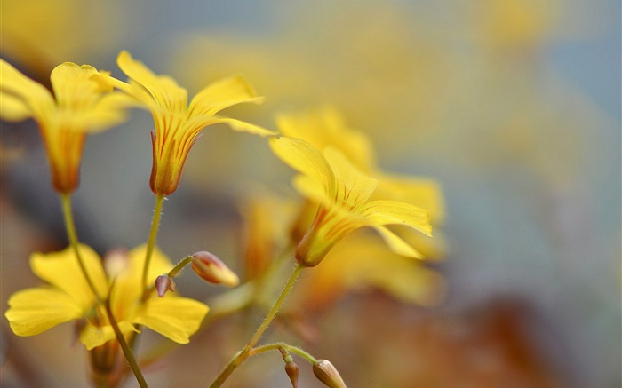 Gelbe Blüten, Knospen, Bokeh Hintergrundbilder Bilder