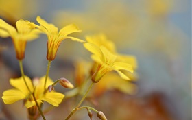 Gelbe Blüten, Knospen, Bokeh HD Hintergrundbilder