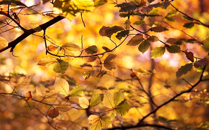 Gelbe Blätter, Zweige, Herbst Hintergrundbilder Bilder
