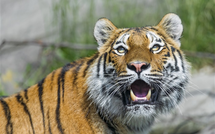Amur-Tiger, große Katze, Augen, Zähne Hintergrundbilder Bilder