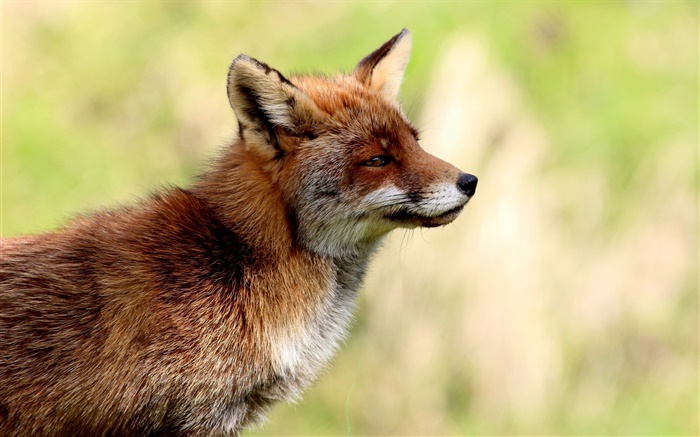 Tiere close-up, Fuchs Seitenansicht Hintergrundbilder Bilder