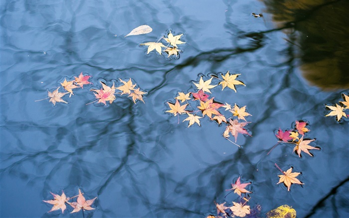 Herbst, Wasser Reflexion, gelbe Ahornblätter Hintergrundbilder Bilder