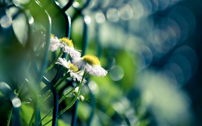 Stacheldraht, weiß Wildblumen Hintergrundbilder Bilder