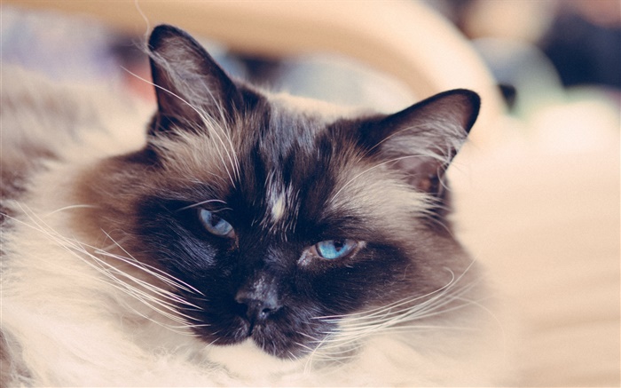 Blaue Augen Katze Gesicht, Schnurrbart Hintergrundbilder Bilder