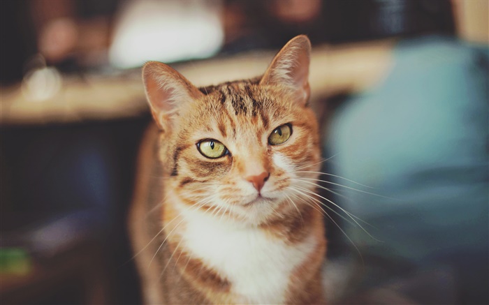 Brown Farbe Katze, gelbe Augen Hintergrundbilder Bilder