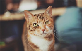 Brown Farbe Katze, gelbe Augen HD Hintergrundbilder
