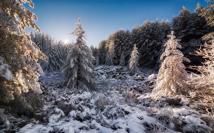 Bulgarien, Wald, Bäume, Schnee, Sonnenuntergang, Winter Hintergrundbilder Bilder
