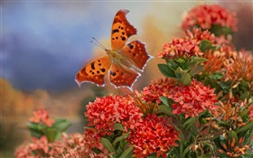 Schmetterling und rote Blumen HD Hintergrundbilder