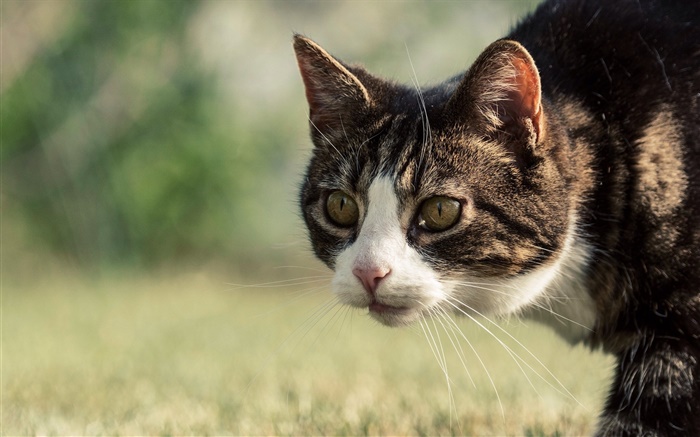 Cat Seitenansicht , Schnurrbart, Gesicht, Bokeh Hintergrundbilder Bilder