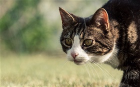 Cat Seitenansicht , Schnurrbart, Gesicht, Bokeh HD Hintergrundbilder