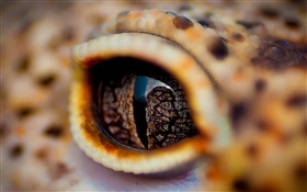Crocodile Augen close-up, Augenlid