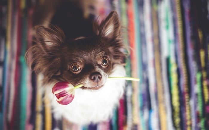 Netter Hund eine Tulpe Blume beißen Hintergrundbilder Bilder