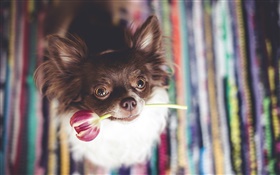 Netter Hund eine Tulpe Blume beißen HD Hintergrundbilder