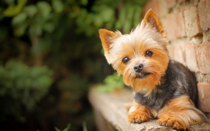 Niedliche Haustier, kleinen Hund Hintergrundbilder Bilder